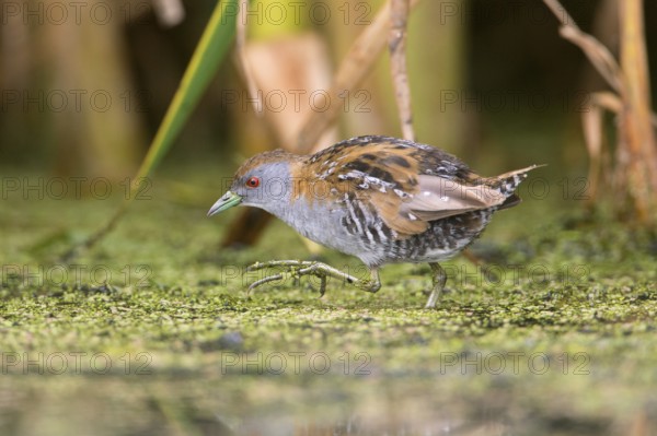 Baillon's Crake (Porzana pusilla palustris) foraging, Victoria, Australia