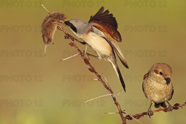 Red-backed Shrike (Lanius collurio), Baden-Wuerttemberg, Germany