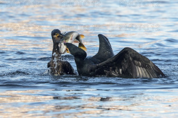Great Cormorant (Phalacrocorax carbo) fighting for a European perch (Perca fluviatilis) prey, Mecklenburg-Western Pomerania, Germany