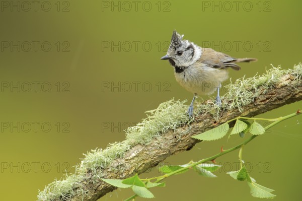 European Crested Tit (Lophophanes cristatus) perched on lichen branch, Andalusia, Spain