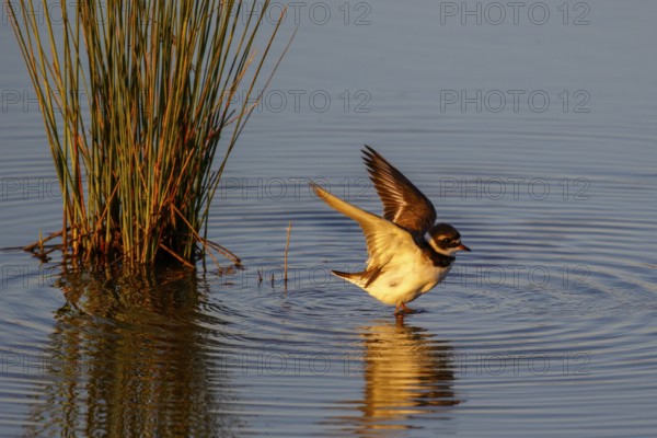 Common Ringed Plover (Charadrius hiaticula), Mallorca, Spain