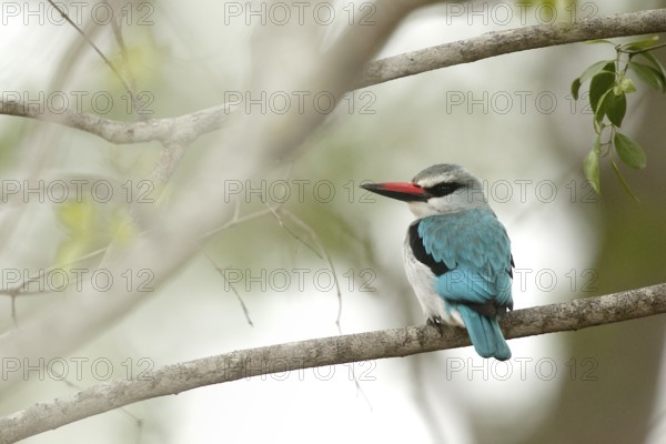 Woodland Kingfisher (Halcyon senegalensis), Kruger National Park, South Africa