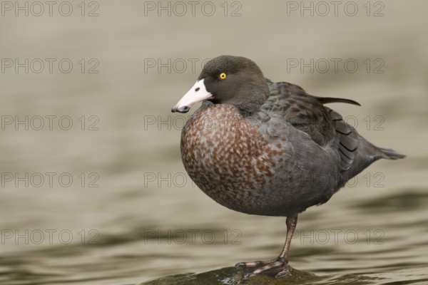Blue Duck (Hymenolaimus malacorhynchos), New Zealand