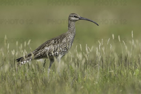 Whimbrel (Numenius phaeopus), Iceland