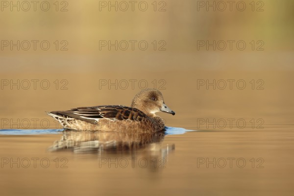 Eurasian Wigeon (Mareca penelope) female, Utrecht, Netherlands