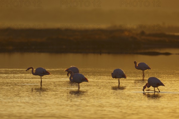 Greater Flamingo (Phoenicopterus roseus), Greece