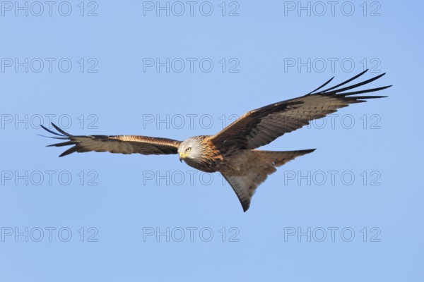 Red Kite (Milvus milvus) flying, Mecklenburg-Western Pomerania, Germany