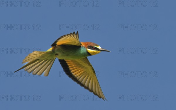 Bienenfresser (Merops apiaster)