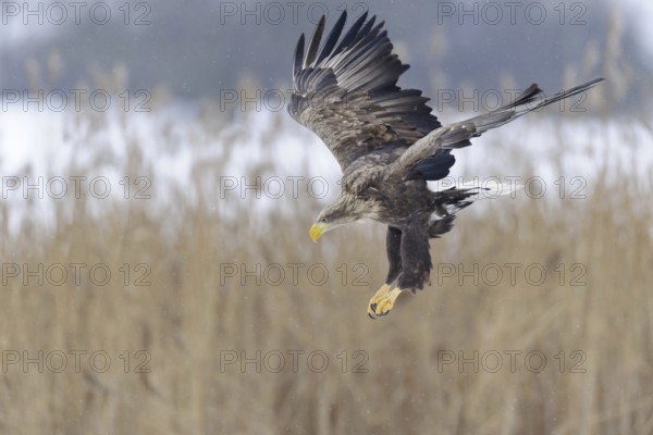 White-tailed Eagle (Haliaeetus albicilla) flying, Lower Saxony, Germany