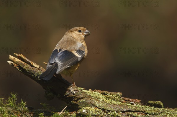 Eurasian Bullfinch (Pyrrhula pyrrhula) juvenile, Utrecht, Netherlands