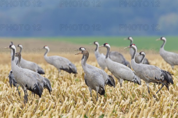Common Crane (Grus grus) foraging, Mecklenburg-Western Pomerania, Germany