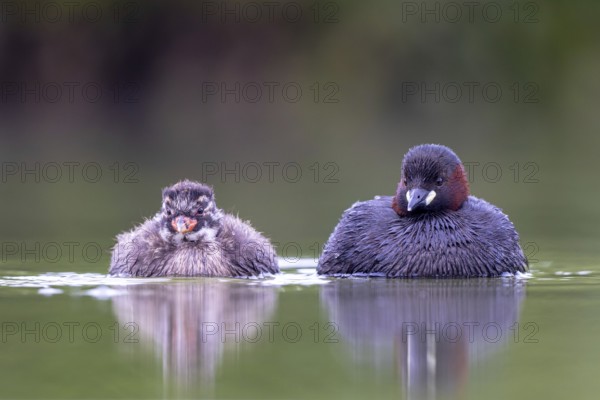 Little Grebe (Tachybaptus ruficollis) adult with chick, North Rhine-Westphalia, Germany