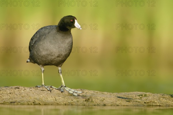 American Coot (Fulica americana), Texas, USA