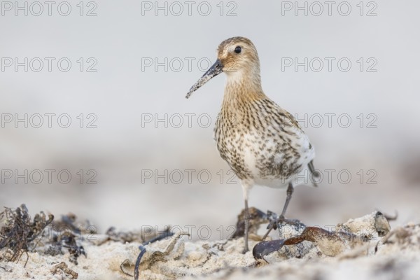 Alpenstrandläufer, Calidris alpina Dunlin, Calidris alpina