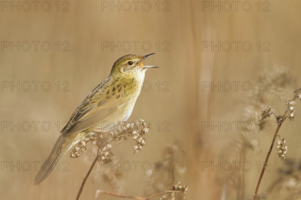 Common Grasshopper Warbler (Locustella naevia) singing, Baden-Wuerttemberg, Germany