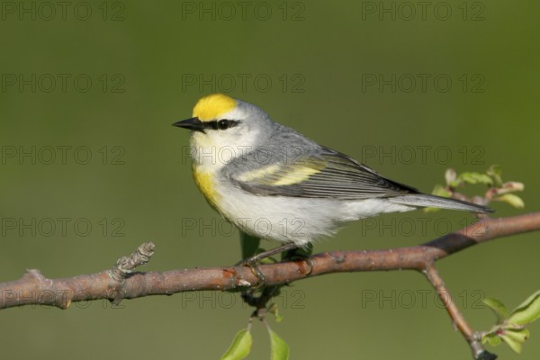 Golden-winged Warbler (Vermivora chrysoptera), Ohio, USA