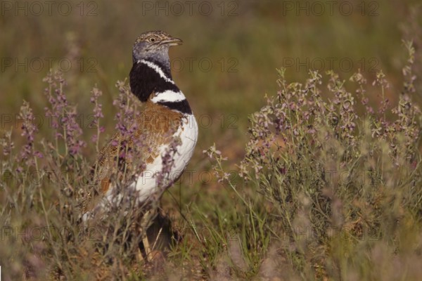 Little Bustard (Tetrax tetrax), Castile-La Mancha, Spain