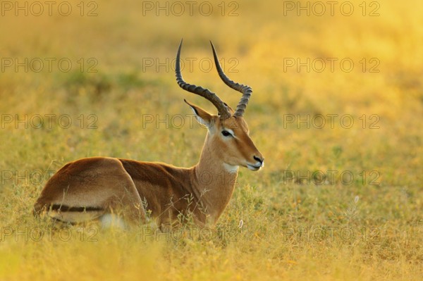 Sunset in Africa wildlife. Beautiful impala in the grass with evening sun. Animal in the nature habitat, Kruger NP, South Africa