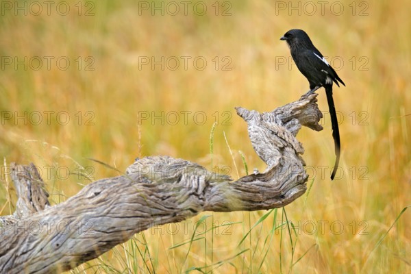Magpie shrike, Urolestes melanoleucus, African long-tailed bird sitting on the tree trunk in the hot savannah. Black shrike in the meadow habitat, wildlife scene from nature, Kruger NP, South Africa