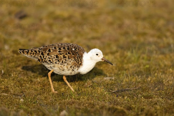 Ruff (Calidris pugnax) male, Smaland, Sweden