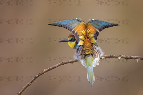 European Bee-eater (Merops apiaster) perched on a branch, Saxony-Anhalt, Germany