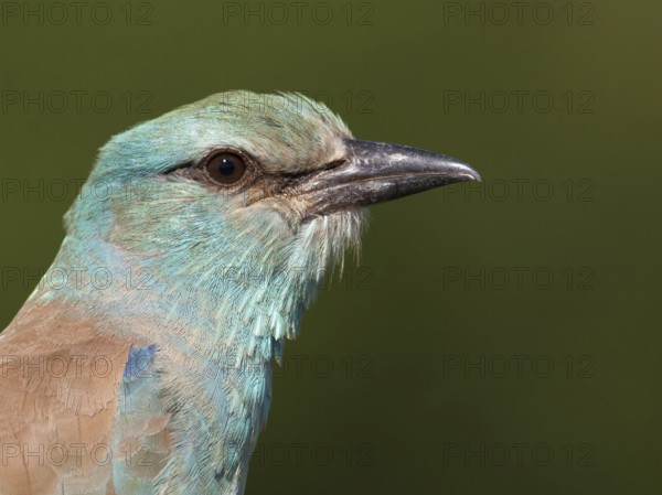 European Roller (Coracias garrulus), South Africa