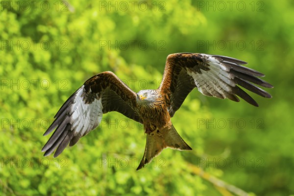 Red kite (Milvus milvus) flying in a forest in early summer, Bavaria, Germany