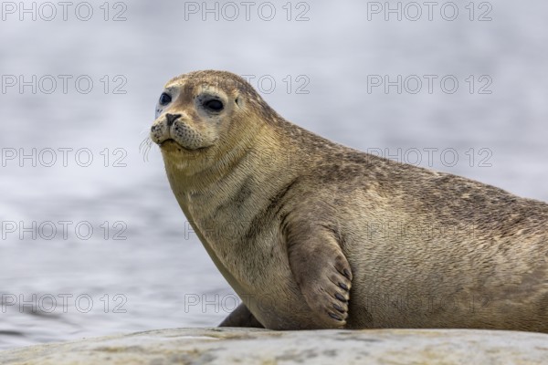 Harbour seal (Phoca vitulina) lying on a stone in the water, Mammals (Mammalia), Gravnesodden, Spitsbergen, Svalbard