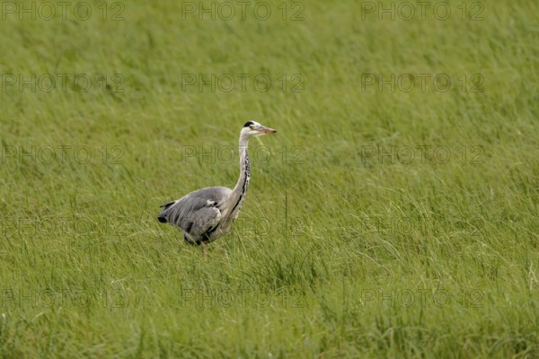Grey heron (Ardea cinerea), Vulkaneifel, Rhineland-Palatinate, Germany