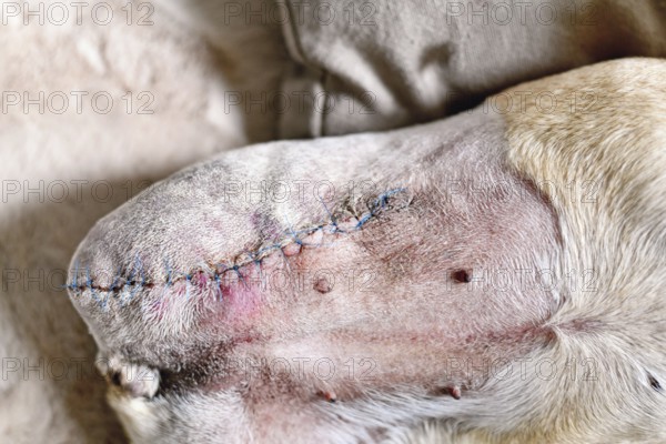 Veterinary stitches on amputated dog leg during healing. Post-operative care after limb removal surgery. Dog with Osteosarcoma