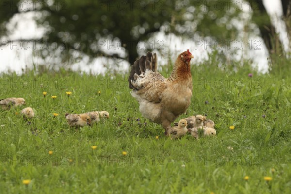 Domestic chicken with a few days old young ones looking for food in a meadow, free-range, organic farming, Lower Austria, Austria, Lower Austria, Austria