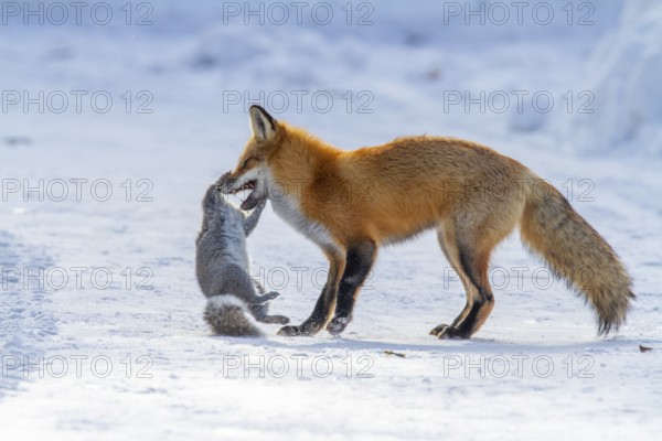 Red fox (vulpes vulpes), Fox hunting eastern gray squirrel (sciurus carolinensis) in winter. Province of Quebec, Canada, North America