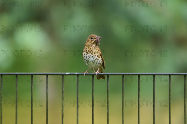 A song thrush (Turdus philomelos), standing on a railing and holding an insect in its beak, France