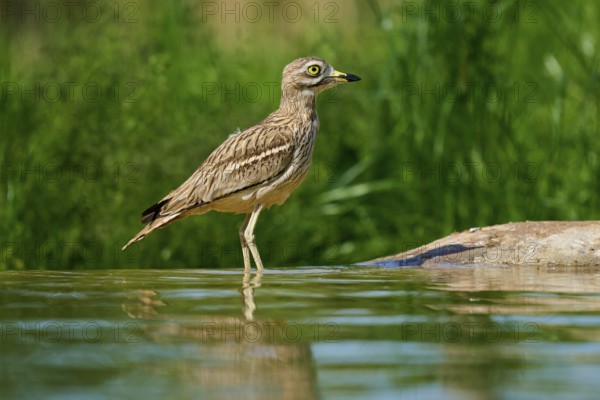 A bird pauses in still water, the surroundings are green, Stone Curlew (Burhinus oedicnemus), spring, France