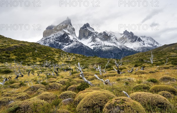 Enchanted dead trees, Cuernos del Paine mountain range in autumn, Torres del Paine National Park, Magallanes region, Chile