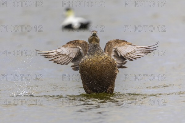 Eider duck (Somateria mollissima), hen grooming her feathers, duck birds (Anatidae), Aventdalen, Longyearbyen, Spitsbergen, Svalbard