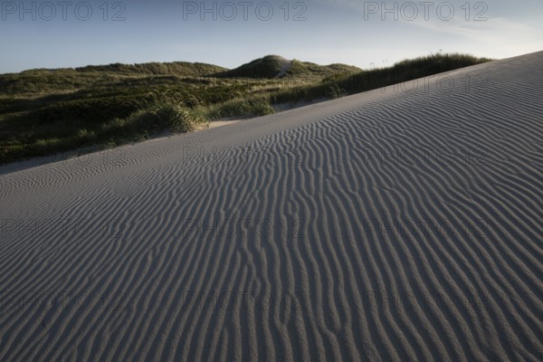 Dunes, wind-sculpted wave patterns in the sand, standing grass, dune landscape, holiday settlement, blue sky, Hvide Sande, North Sea, Denmark