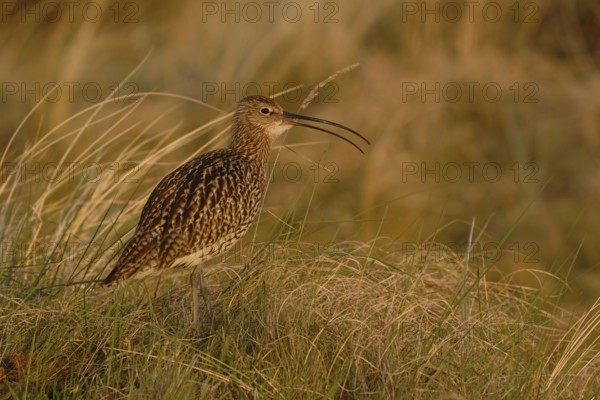 In the evening light... Eurasian curlew (Numenius arquata) in the dunes fluting its melodic song, typical wading bird with long legs and even longer downward curved characteristic beak, wildlife, North Holland, Netherlands, North Sea coast