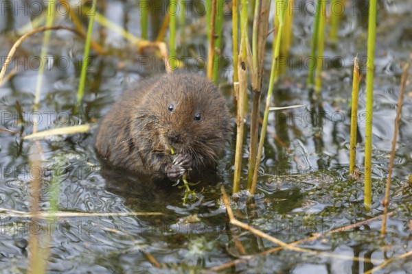 Water vole (Arvicola amphibius) adult rodent animal feeding on pond weed in a reedbed in summer, Suffolk, England, United Kingdom