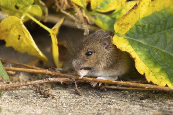 Brown rat (Rattus norvegicus) juvenile baby rodent animal feeding by an urban building, England, United Kingdom