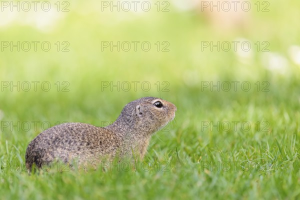 An adult European ground squirrel (Spermophilus citellus) or European souslik lies on a mowed green meadow