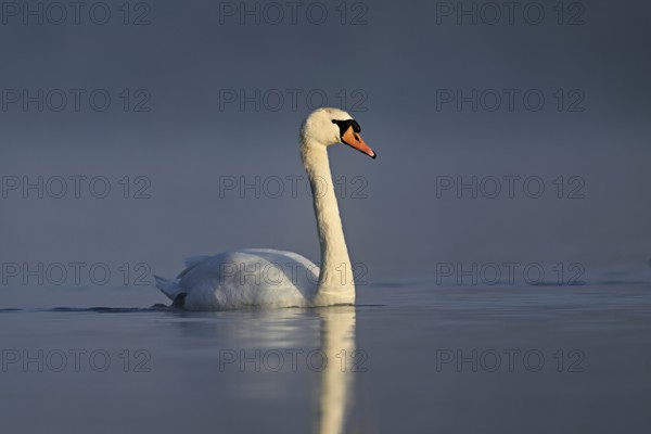 Mute swan (Cygnus olor), swimming in the morning light on the Flachsee, nature reserve, Reusstal, Freiamt, Canton Aargau, Switzerland