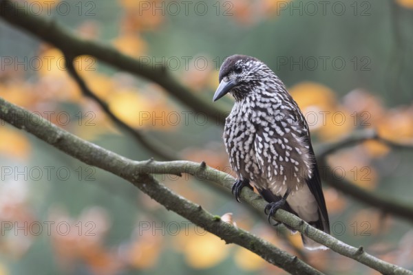 Nutcracker - Tannenhäher - Nucifraga caryocatactes ssp. caryocatactes, Germany, adult