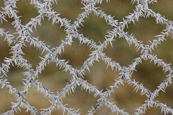 Ice crystal on wire mesh fence in winter, Brandenburg, Germany