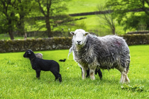 Sheep and farm in Lake District National Park, Coniston Water, Cumbria, England, United Kingdom