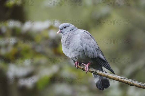 Stock Dove (Columba oenas) sitting on a branch, North Rhine-Westphalia, Germany