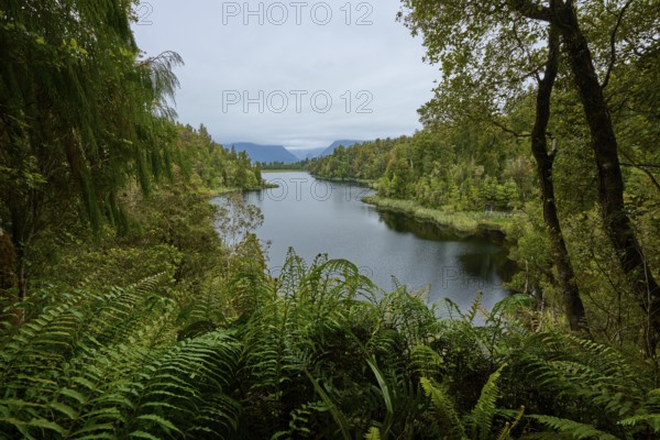 A lake surrounded by dense vegetation, embedded in a green landscape under a cloudy sky, summer, Lake Matheson, Fox Glacier, South Island, New Zealand