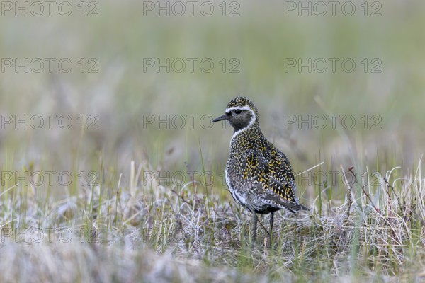 European golden plover, Eurasian golden plover (Pluvialis apricaria) in summer plumage on the tundra in spring, Jämtland, Sweden, Scandinavia