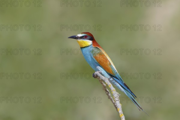 Bee-eater (Merops apiaster) sitting on a branch, breeding, wildlife, migratory bird, raptor, animals, birds, Lake Neusiedl National Park, Seewinkel, Burgenland, Austria, Eastern Europe