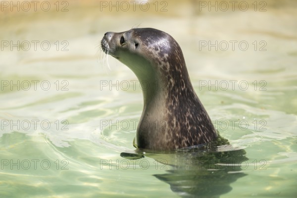 Seal (Phoca vitulina) swimming in the water, captive, Zoo Augsburg, Germany